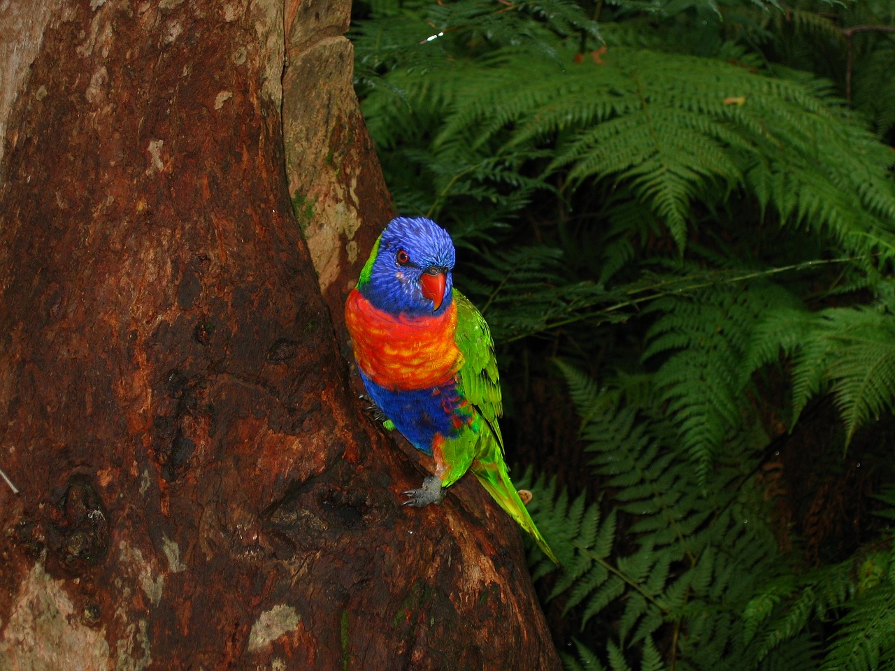 The Impact of Climate Change on Global Biodiversity